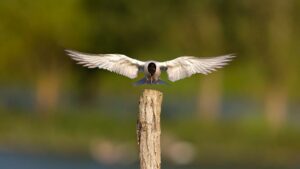 42ème Salon National Individuel – Couleurs