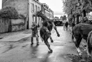 Le Cheval Breton « Ar Marc’h » – Exposition à Saint Brieuc (Photoreporter Off)