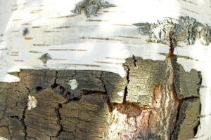 Exposition Photo – Objectif Image Allier