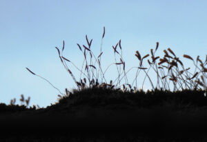 « Minimalisme » – Objectif Image 33