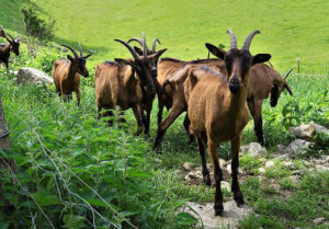 La Campagne – Objectif Image Nîmes
