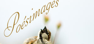 Expo photo à Dallet (63) « Poésimages »