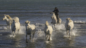 « IMMERSION EN CAMARGUE » – Un stage d&rsquo;Objectif Image