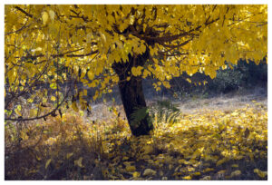 Découvrir son fil rouge – Stage