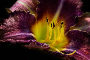 Variations sur images – Lyon