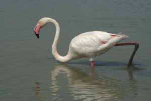 Les oiseaux du Pont de Gau