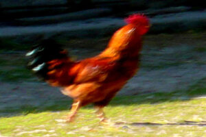 Un Dimanche au poulailler – Maryse Brault