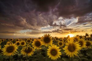 à la campagne – LEMPDES