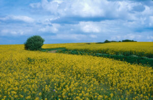 à la campagne – Daniel Le Boëdec