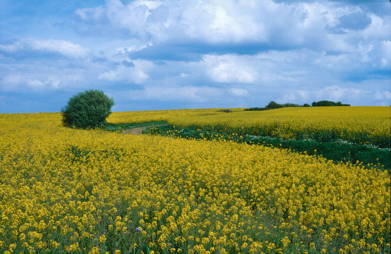 à la campagne – Daniel Le Boëdec