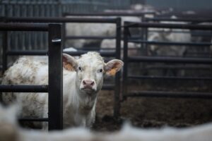 à la campagne – OI La Roche/Yon