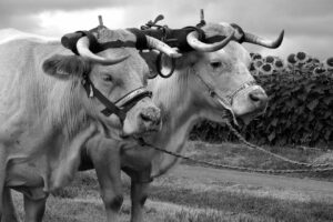 à la campagne – Francine Remaud