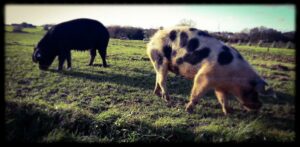 à la campagne – Objectif Image Rennes