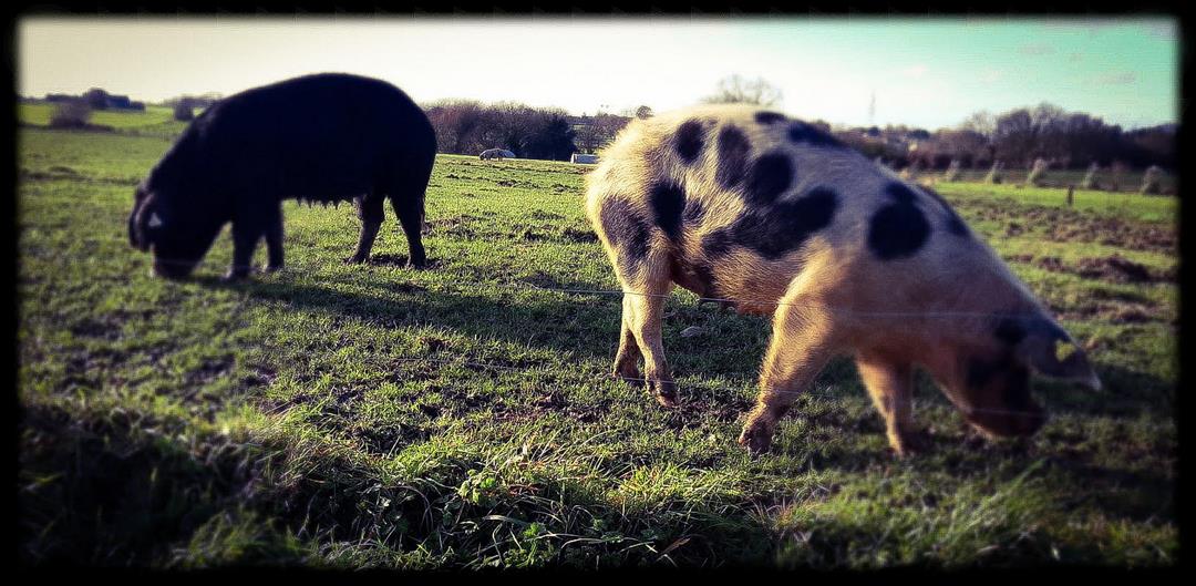 à la campagne – Objectif Image Rennes