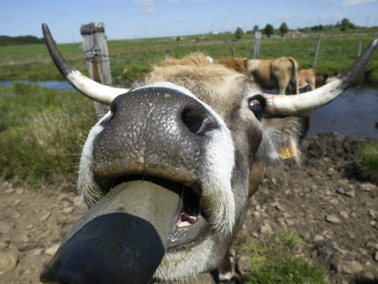 à la campagne – Stéphane Derny