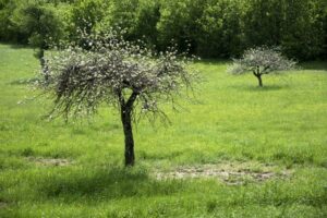 à la campagne – Florence Cayrol