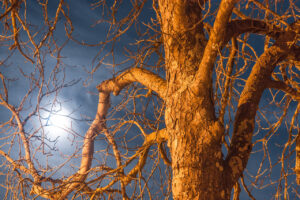 « Autour de l&rsquo;arbre » – Objectif Image Villeneuve sur Lot