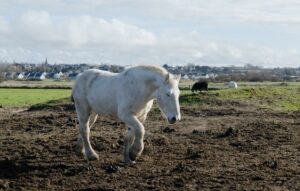 à la campagne – Hélène Lefelle