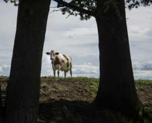 à la campagne – Jean-Paul Petit