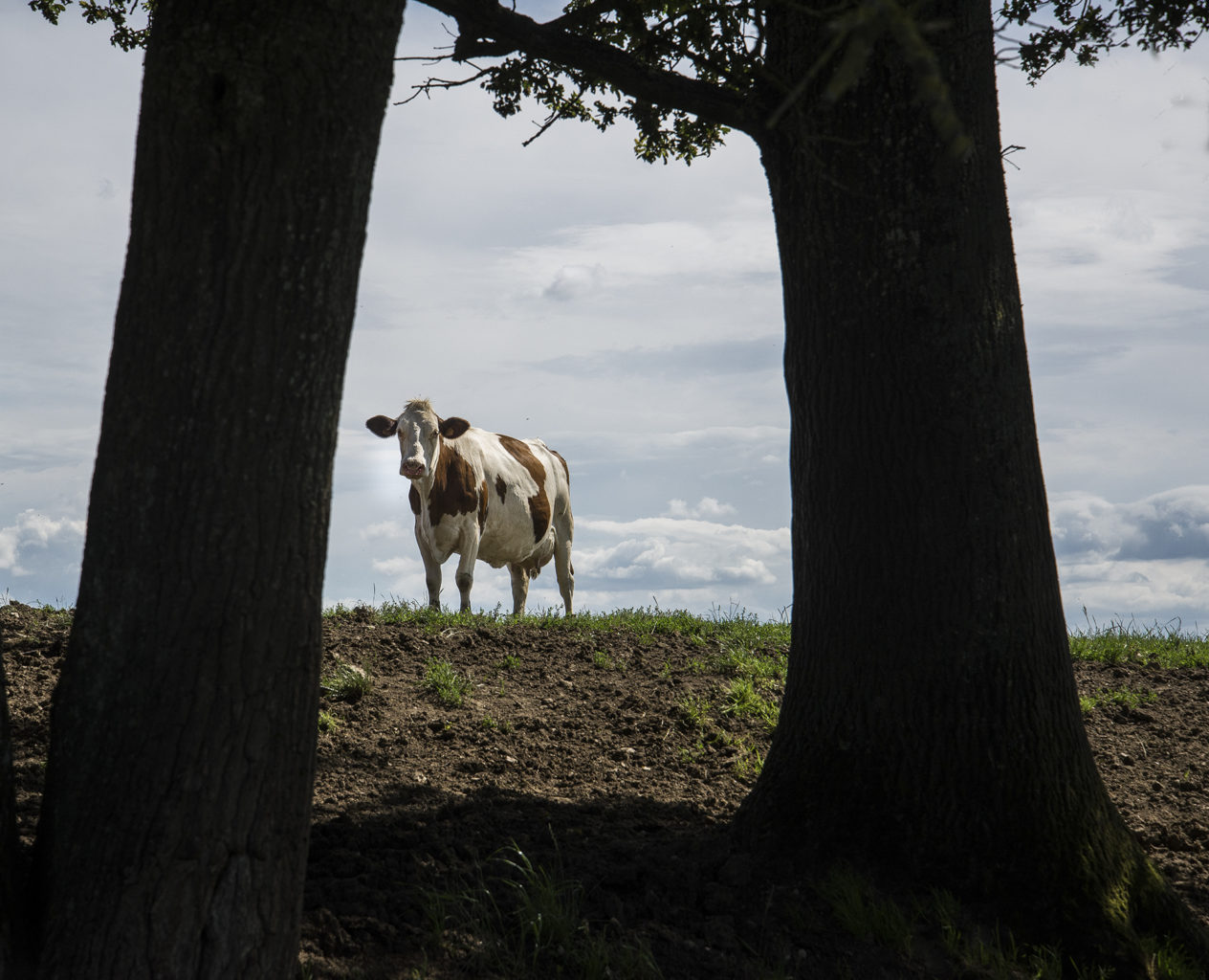 à la campagne – Jean-Paul Petit