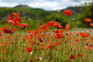 à la campagne – Florence de Préville-Rivoire
