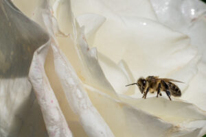 Rendez-vous aux jardins les 7 – 8 et 9 juin