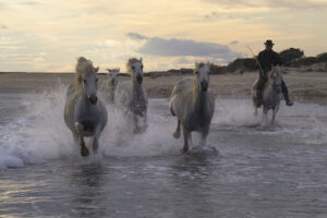 Stage « IMMERSION EN CAMARGUE »