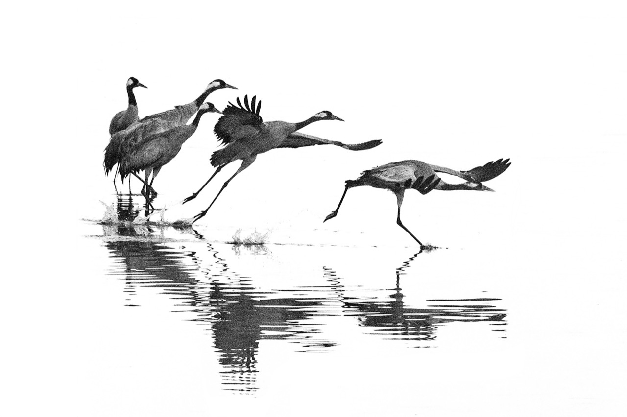 REGARDS SUR D’AUTRES VERTEBRÉS