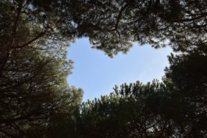 Prendre de la hauteur – Roselyne Mauricette