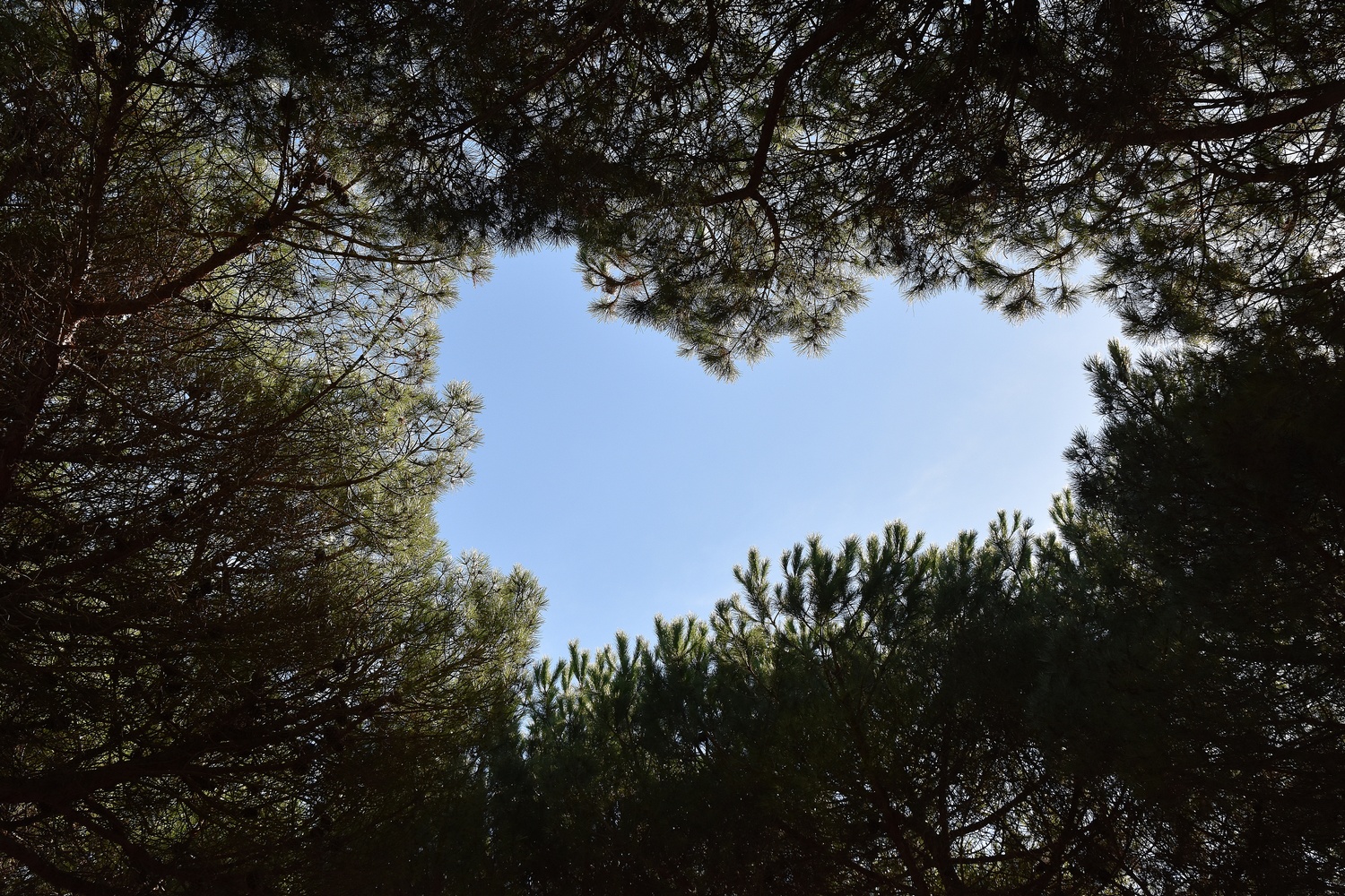 Prendre de la hauteur – Roselyne Mauricette