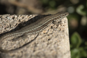 Prendre de la hauteur – Florence Cayrol
