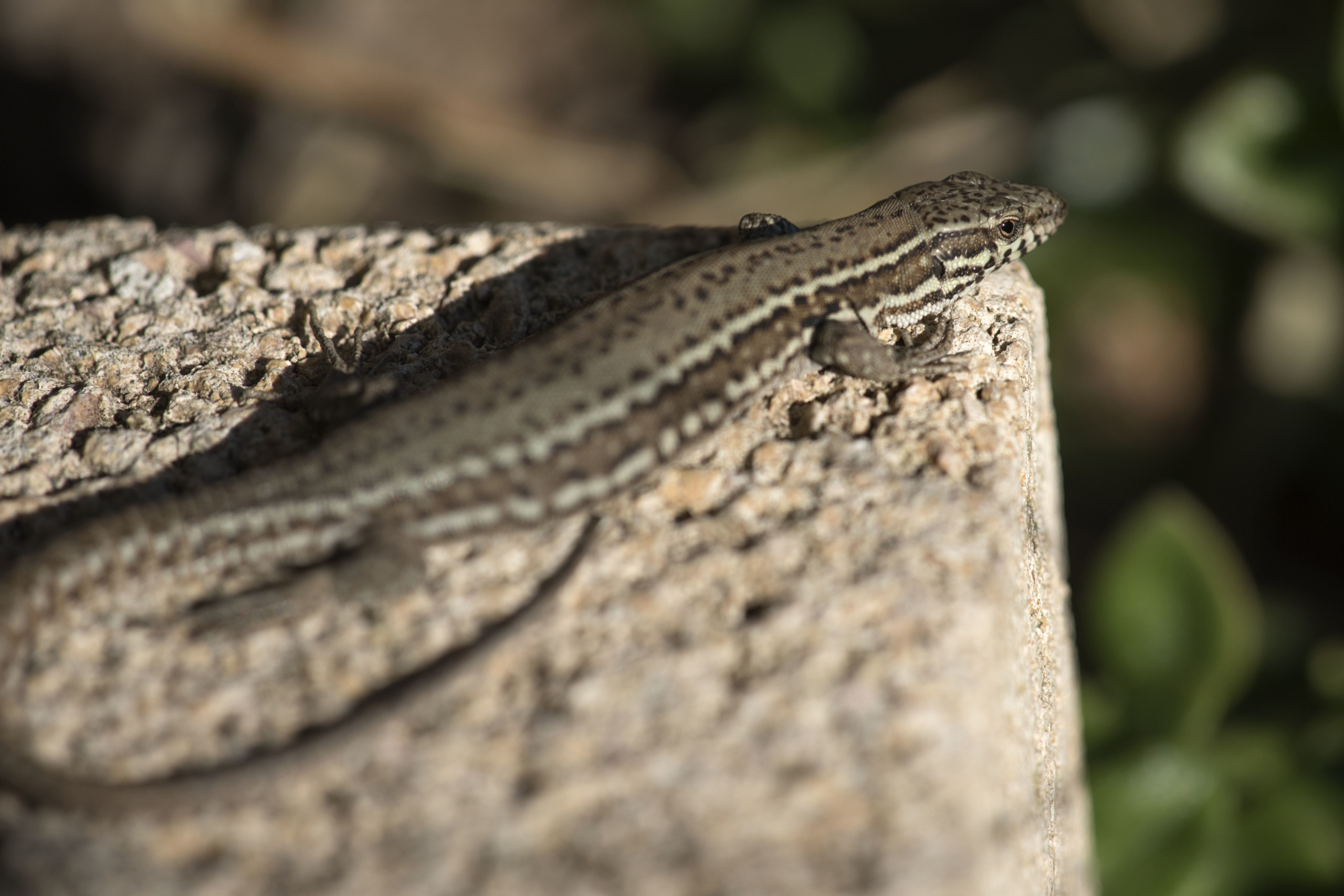 Prendre de la hauteur – Florence Cayrol
