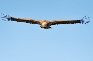Prendre de la hauteur – Michel Larroque