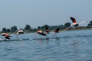 Prendre de la hauteur – Sylvie Tachot-Goavec