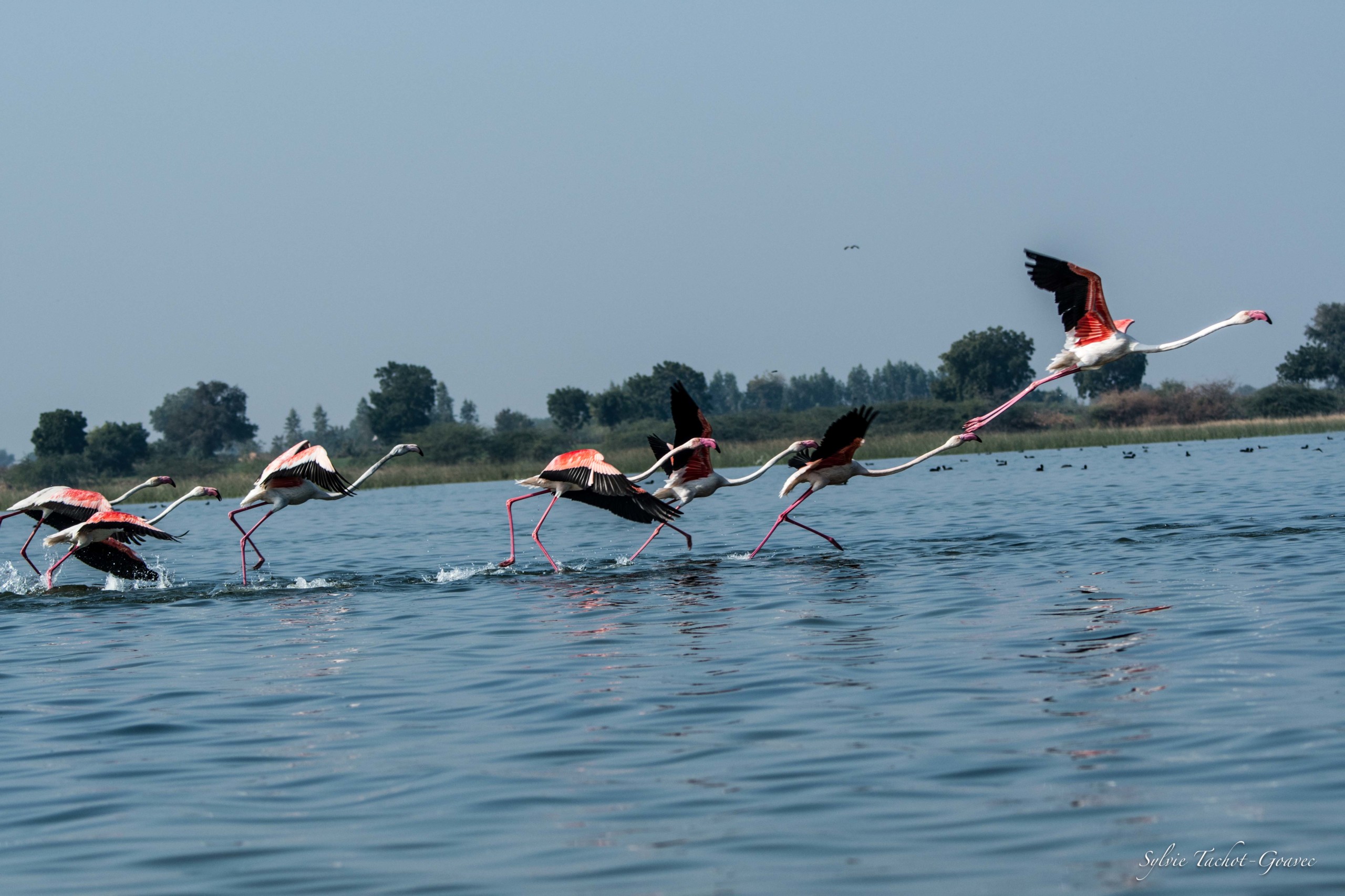 Prendre de la hauteur – Sylvie Tachot-Goavec