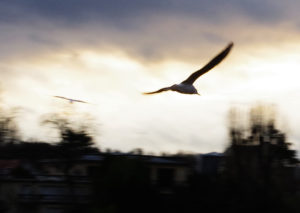 Prendre de la hauteur – Jacques Picard .