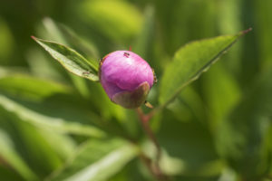Prendre de la hauteur – Florence Cayrol