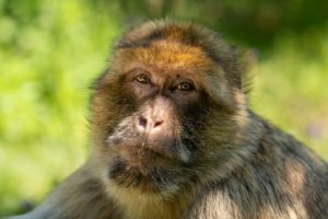 Vallée des singes – Michael CAMBOU