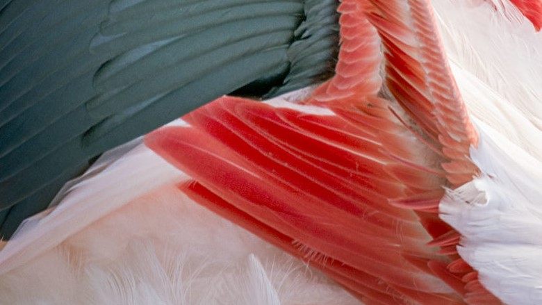 Fleurs des Temps – Jacques Villière