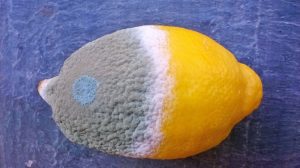 Printemps d’Objectif Image : Question de Temps