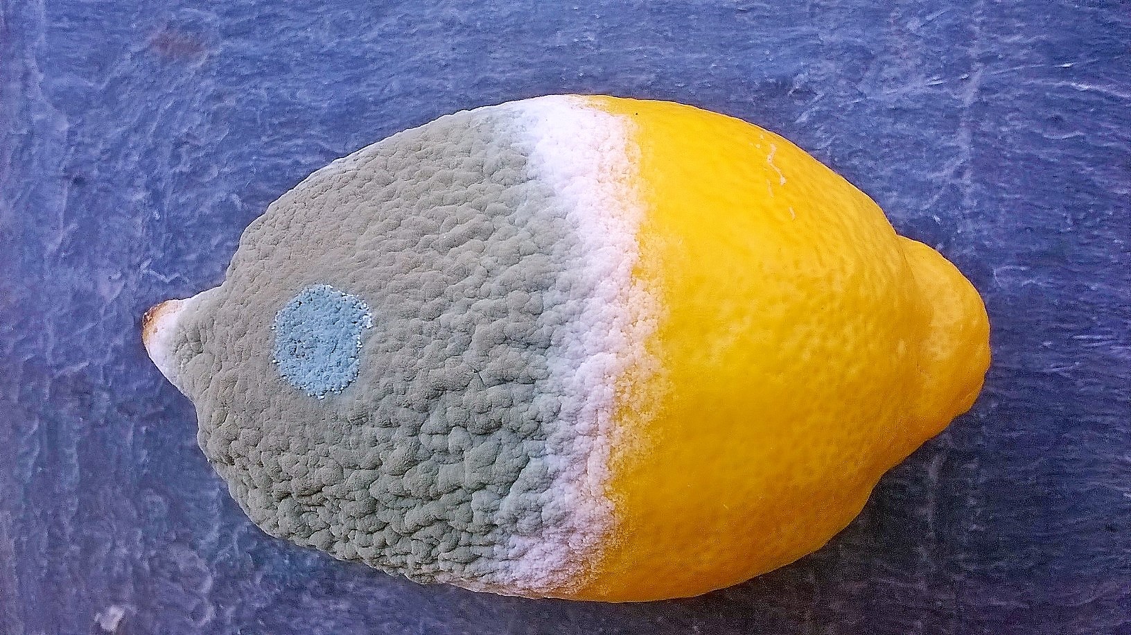 Printemps d’Objectif Image : Question de Temps