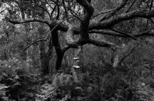 Les arbres noirs – Ghislaine Chapeau