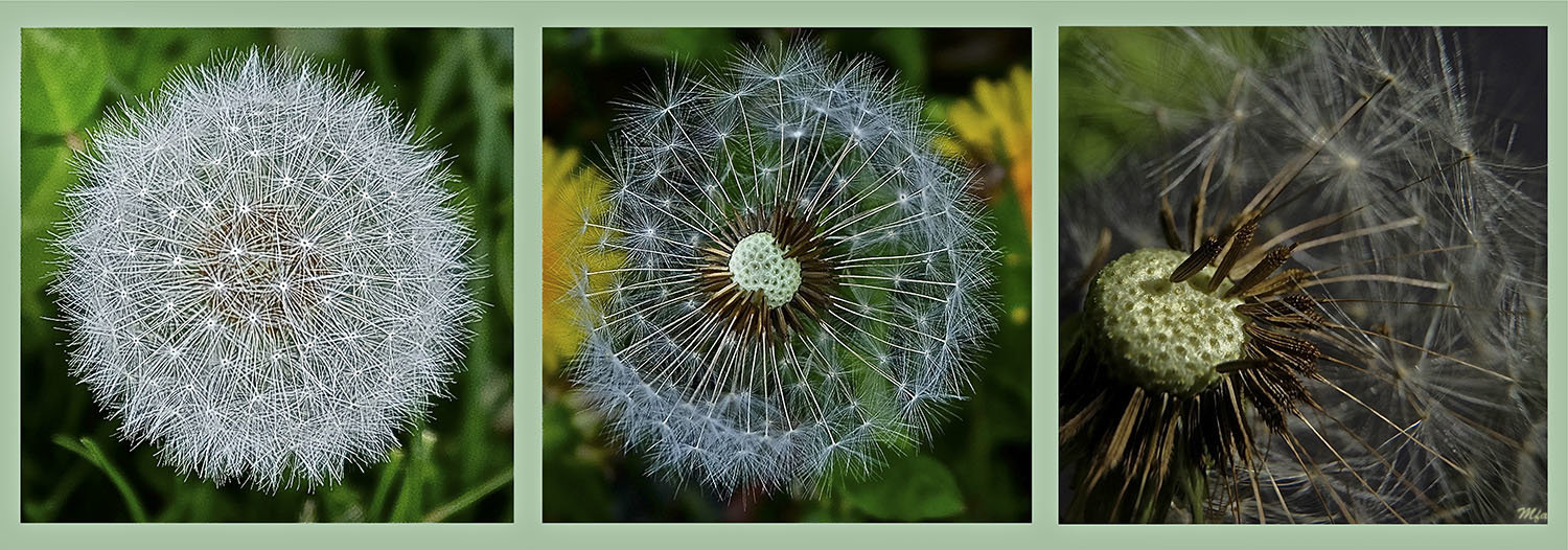 Question de Temps – Marie-France Alizard