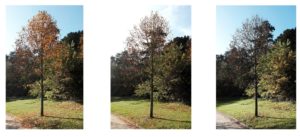 Question de Temps – Annie Borezée