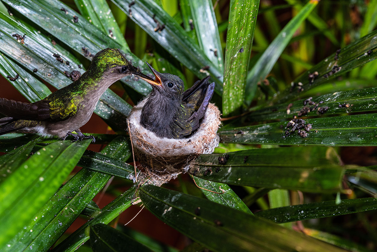 Nichoir – Myriam Prudent