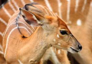 Nature sauvage – Jean-Michel Bockler