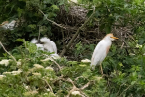 La héronnière – Francis Michel