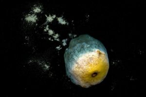 Métamorphose – Objectif Image 47