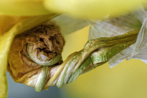 Métamorphose – Jean-Claude Delaunay