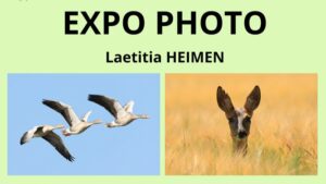 Plumes et poils dans le Grand-Est